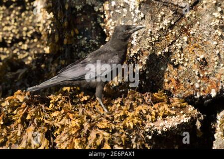 A close up portrait of an American crow (Corvus brachyrhynchos) standing on seaweed on rocks in Alaska, USA. Stock Photo