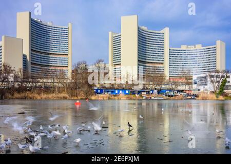 Wien, Vienna: Vienna International Centre (United Nations Office), frozen lake Kaiserwasser, black-headed gull (Chroicocephalus ridibundus) in winter Stock Photo