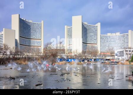 Wien, Vienna: Vienna International Centre (United Nations Office), frozen lake Kaiserwasser, black-headed gull (Chroicocephalus ridibundus) in winter Stock Photo