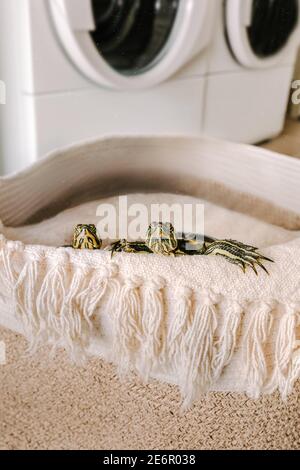 Vertical shot of two water turtles wrapped in fabric Stock Photo