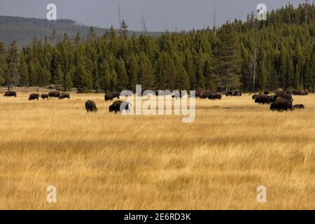 Where the Buffalo roam in Yellowstone National Park, Wyoming Stock Photo