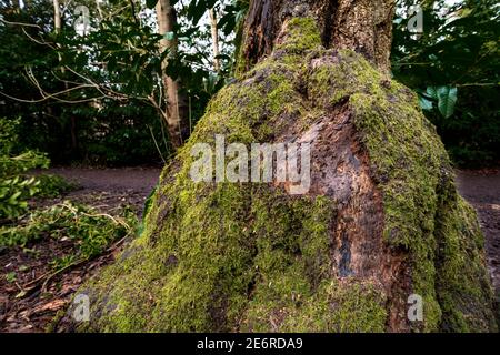 Showing a perfect   'bug/ insect  habitat'  made with in  porus rot holes in knarled butress roots on tree in woodlands UK Stock Photo