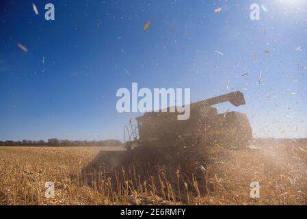 End of the summer, corn harvesting started. Stock Photo