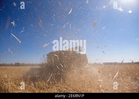 End of the summer, corn harvesting started. Stock Photo