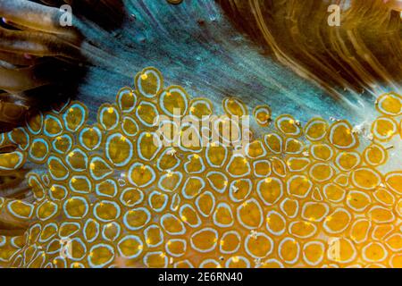 Flatworm [Waminoa sp 2].  Lembeh Strait, North Sulawesi, Indonesia. Stock Photo