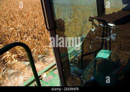 End of the summer, corn harvesting started. Stock Photo