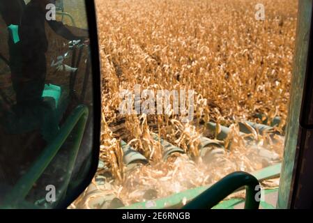 End of the summer, corn harvesting started. Stock Photo