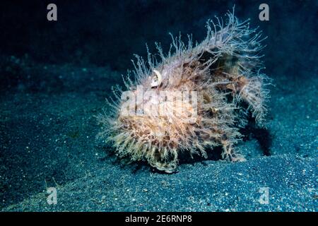 Striped or Hairy frogfish [Antennarius striatus].  Lembeh Strait, North Sulawesi, Indonesia. Stock Photo