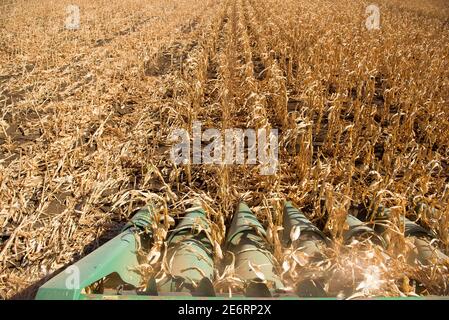 End of the summer, corn harvesting started. Stock Photo