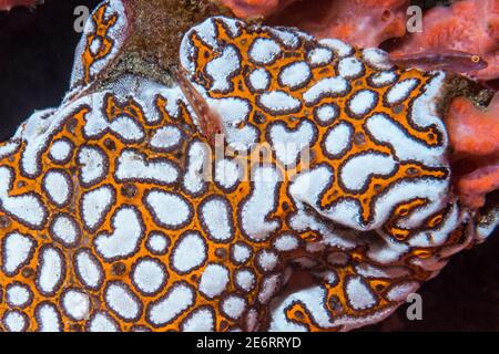 Common ghostgoby [Pleurosicya mossambical] perched on  Sea squirt [Botrylloides leachii].  Lembeh Strait, North Sulawesi, Indonesia. Stock Photo