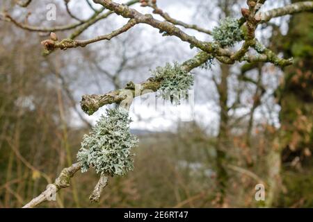 Evernia prunastri, also known as oakmoss, is a species of lichen, England, UK Stock Photo