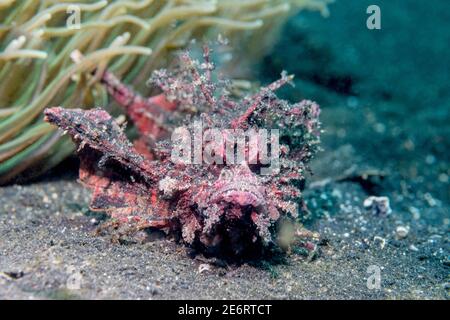 Spiny devilfish [Inimicus didactylus].  Lembeh Strait, North Sulawesi, Indonesia. Stock Photo