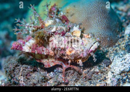 Spiny devilfish [Inimicus didactylus].  Lembeh Strait, North Sulawesi, Indonesia. Stock Photo