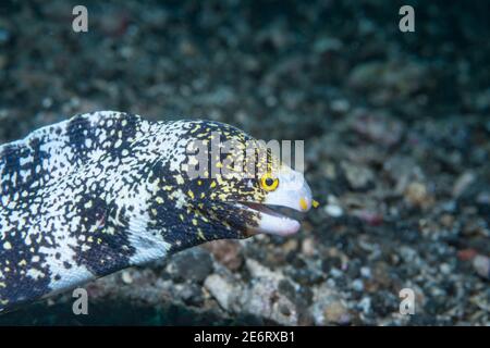 Snowflake moray eel [Echidna nebulosa].  Lembeh Srait, North Sulawesi, Indonesia. Stock Photo