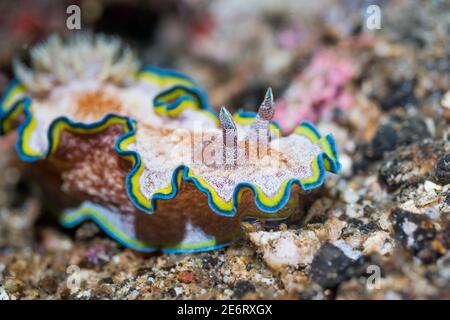 Nudibranch - Glossodoris cincta.  Lembeh Strait, North Sulawesi, Indonesia. Stock Photo