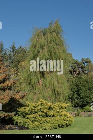 Summer Foliage of a Weeping Evergreen Lawson's Cypress Tree (Chamaecyparis lawsoniana 'Imbricata Pendula') Growing in a Garden with a Blue Sky Stock Photo