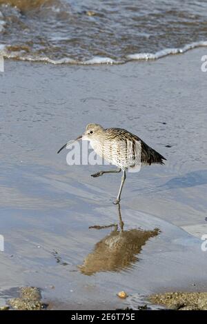 Eurasian Curlew Stock Photo