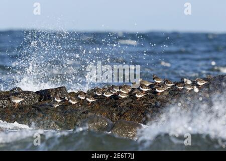 Ruddy Turnstones, Arenaria interpres, on seashore rocks Stock Photo