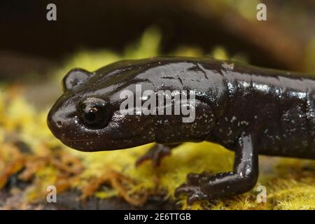 Close up of a black adult of the Del Norte salamander, Plethoon elongatus Stock Photo