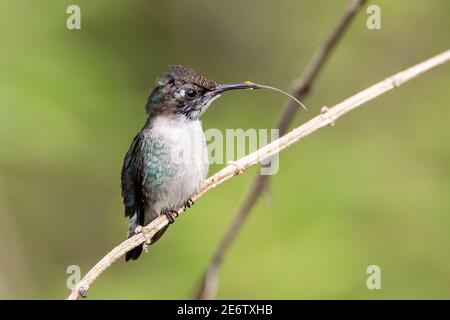 bee hummingbird, Mellisuga helenae, the smallest bird in the world, wild adult male perched on grass stem, Zapata, Cuba Stock Photo