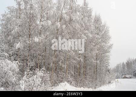 Winter landscape in Birch trees under the snow. Scandinavia. Finnish nature. High quality photo Stock Photo