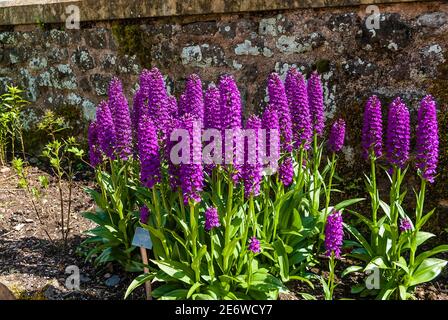 Killerton House and Gardens in Devon. Stock Photo