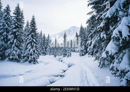 Beautiful winter landscape with snowy trees. Frozen forest in winter. Trees covered by ice and snow in Scandinavia Stock Photo