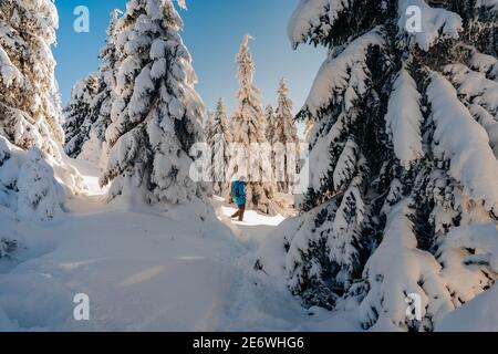 Young man with yellow jacket in the middle of frozen trees. Beautiful winter wonderland scenery in Scandinavia.  Spruce trees covered by snow Stock Photo