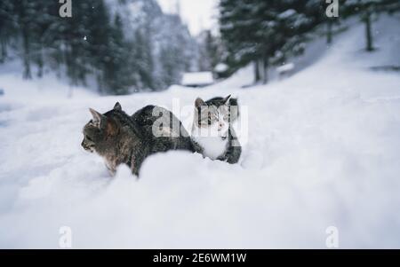 Cute sad cat sitting in the deep snow in blizzard. Soft focus Stock Photo