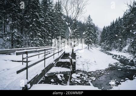Trees on the banks of a stream in the forest on a winter day. Stock Photo