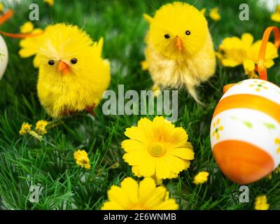 Easter composition. Chicks with egg and flowers on grass. Perspective view. Stock Photo