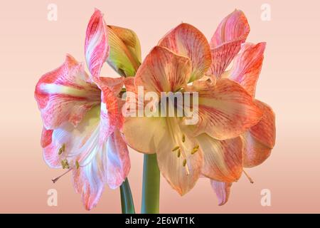 Closeup of beautiful trumpet-shaped pink and white Amaryllis blossoms isolated against a graduated light pink background. Stock Photo