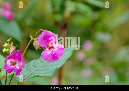Bright pink Himalayan Balsam flower - Impatiens glandulifera