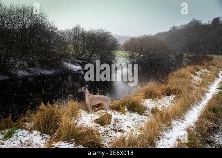 whippet standing in the snow by a river in Scotland Stock Photo