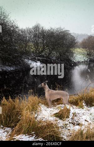 whippet standing in the snow by a river in Scotland Stock Photo