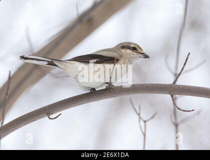 Side view close up of Northern Shrike bird on tree branch in winter Stock Photo