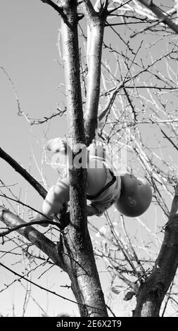 Black and white - An baby doll in the woods. Stock Photo