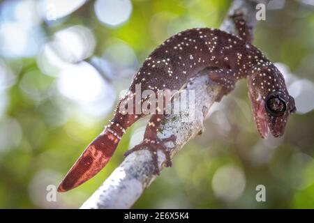 Madagascar Eastern Gecko Paroedura Masobe Only Found Inside Zahamena National Park Stock Photo Alamy