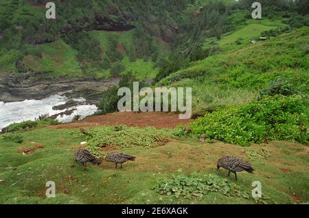 Nene, Hawaiian Goose, Branta sandvicensis,  Kilauea Point bird sanctuary, Kauai, HI 030420 012 Stock Photo