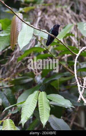Caribbean, Dominica Island, Morne Diablotin National Park on the Waitukubuli hiking trail that crosses the island, purple-throated carib (Eulampis jugularis), Hummingbird Stock Photo