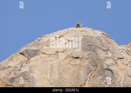 Namibia, Namib desert, Madisa-camp, Kalkbron, Cape hyrax (Procavia capensis) Stock Photo