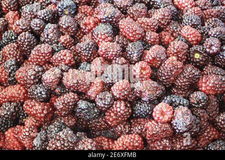 France, Bas Rhin, Ranrupt, Les Confitures du Climont, manufacture of blackberry jam Stock Photo