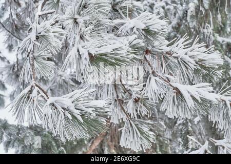 Texture of snow-covered pine branches with long needles as a background. Stock Photo