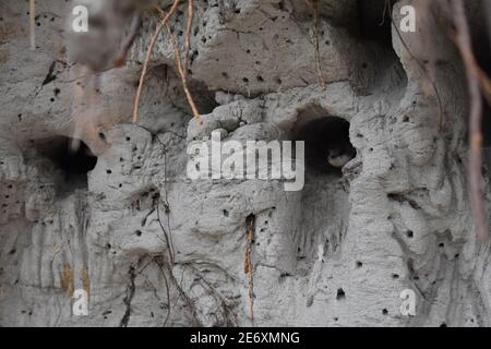 Bird nest in sand wall Stock Photo