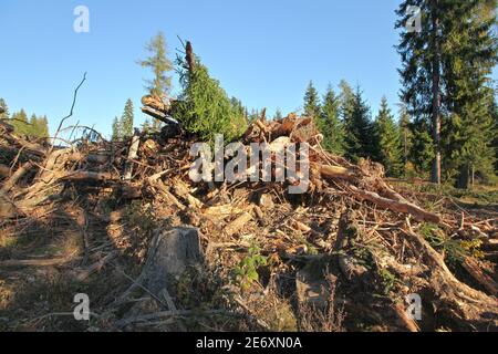 Tree roots after forest cleaning placed on heap, trees with clear sky above background Stock Photo