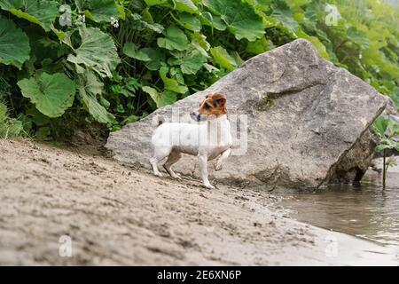 Small Jack Russell terrier walking by the river, her fur wet from swimming, large rock behind Stock Photo