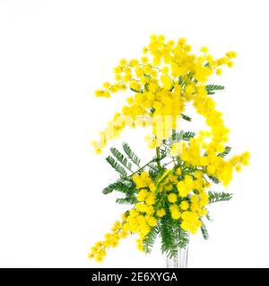 Branches of fluffy tender spring mimosa on the white background isolated closeup. Beautiful spring flower mimosa for Mom's day or Valentine's day. Stock Photo