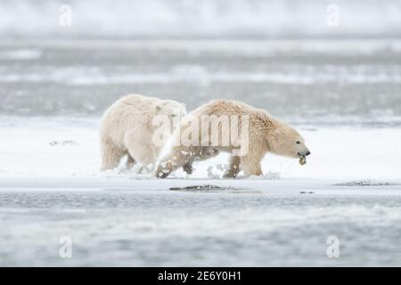 Playful Polar bear (Ursus maritimus) cubs in the Arctic Circle of Kaktovik, Alaska Stock Photo