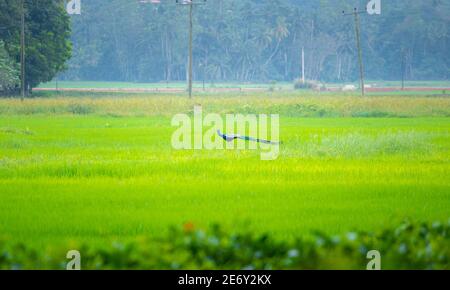 early morning scene at the green paddy field Stock Photo - Alamy