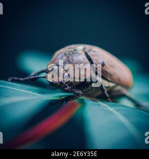 Orange-brown color Old Beetle on a leaf, macro close up wildlife photo. Stock Photo